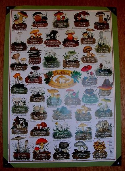 2008 10 Expo Bergerie Rambouillet 51